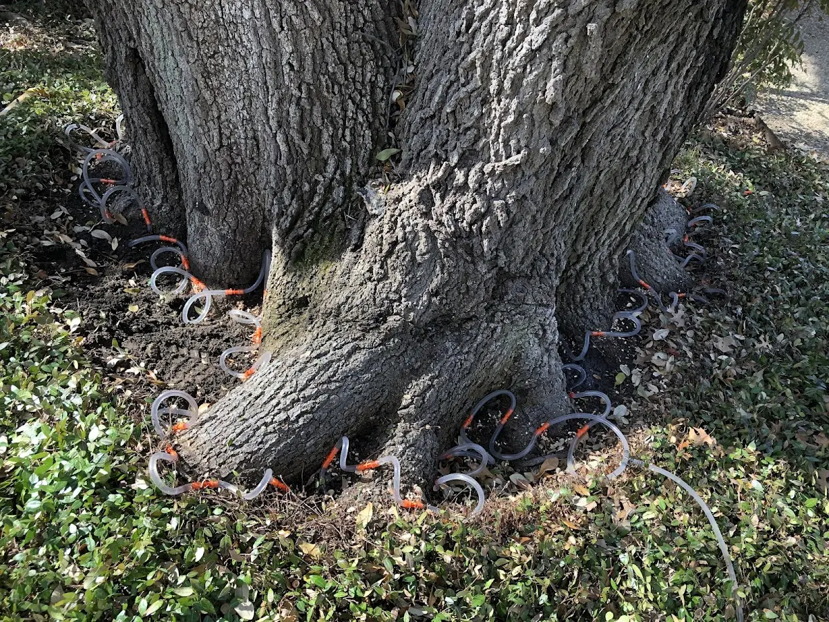 Detailed Tree Cabling and Bracing job site in East Petersburg