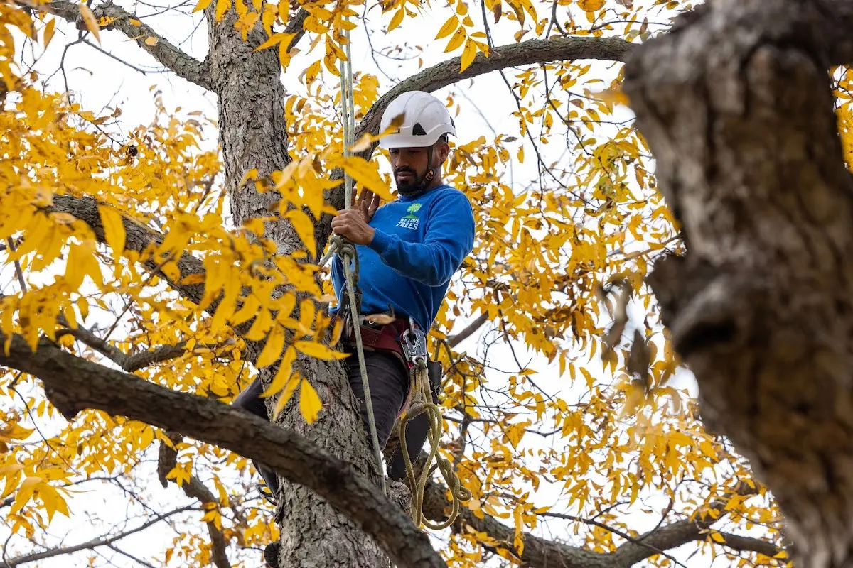 Skilled Storm Damage Cleanup crew working in East Petersburg