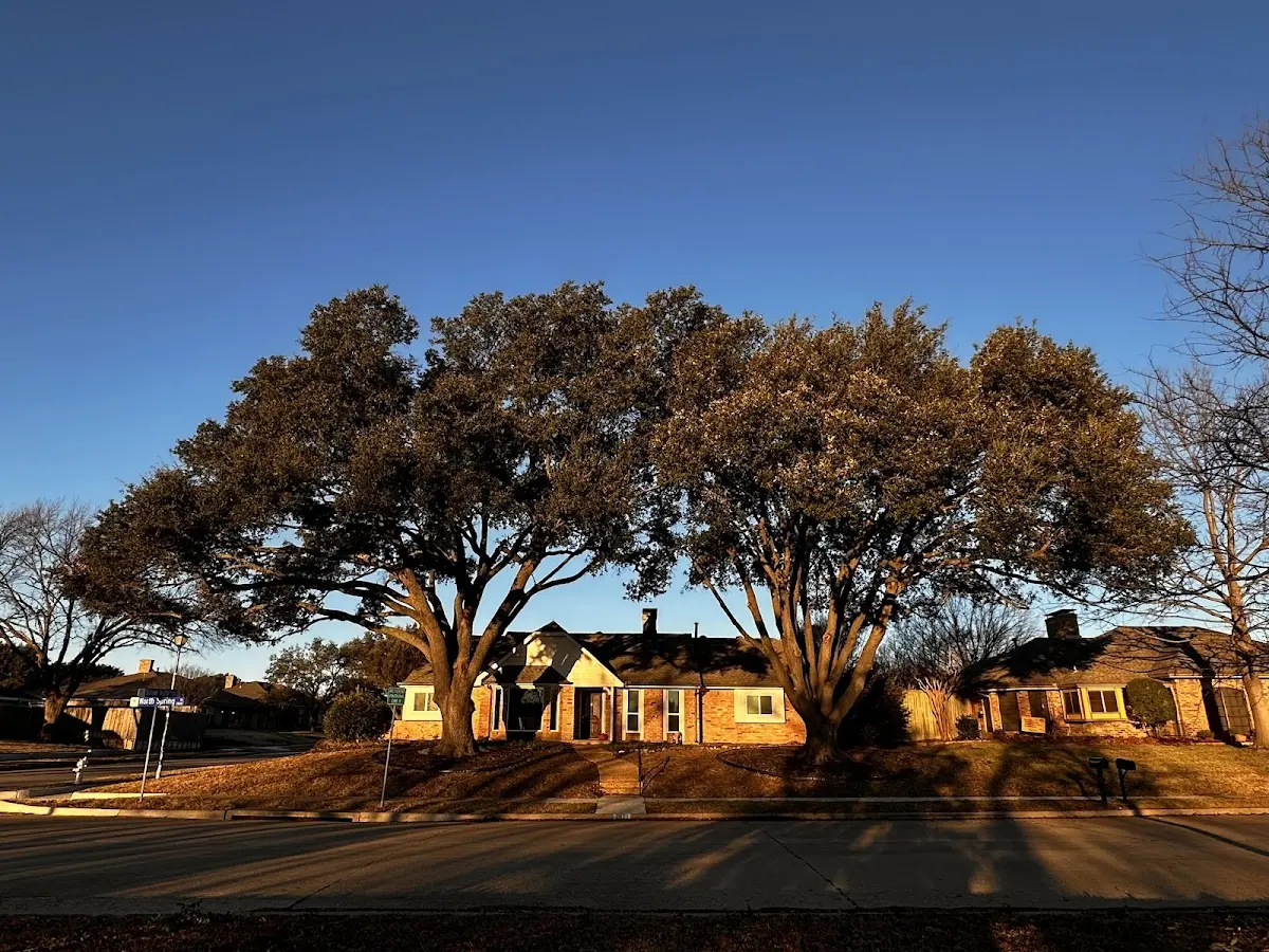 Established residential canopy tree shading a home in East Petersburg
